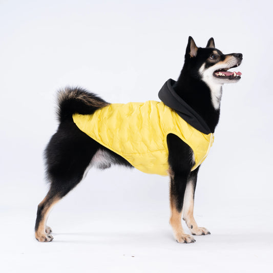 The PupShell™